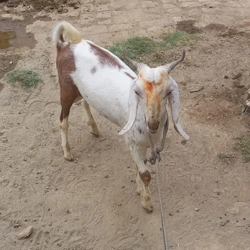 male goat for sale — photo 3