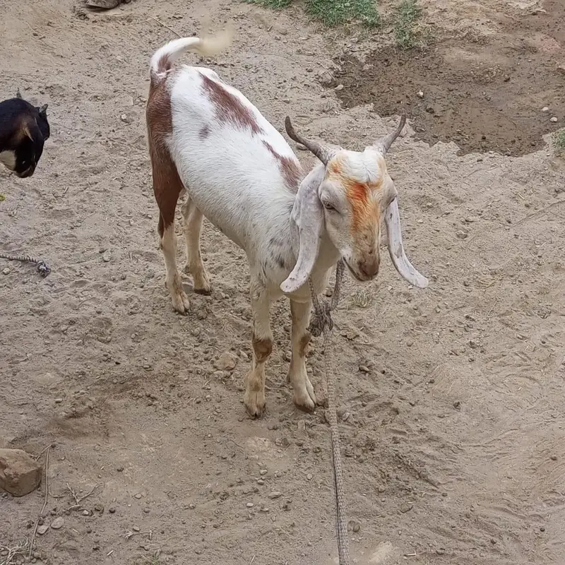 male goat for sale — photo 4