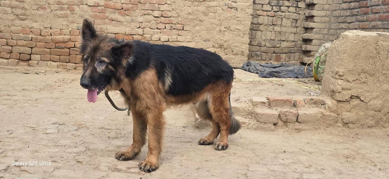 German shepherd 1