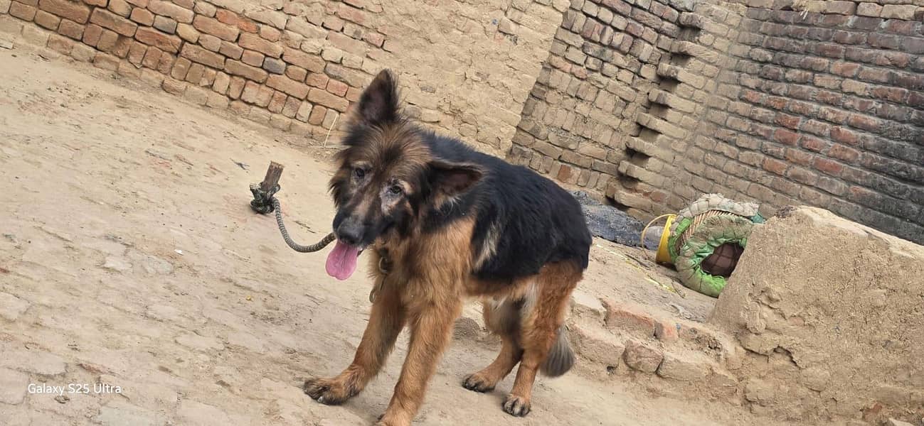 German shepherd 2
