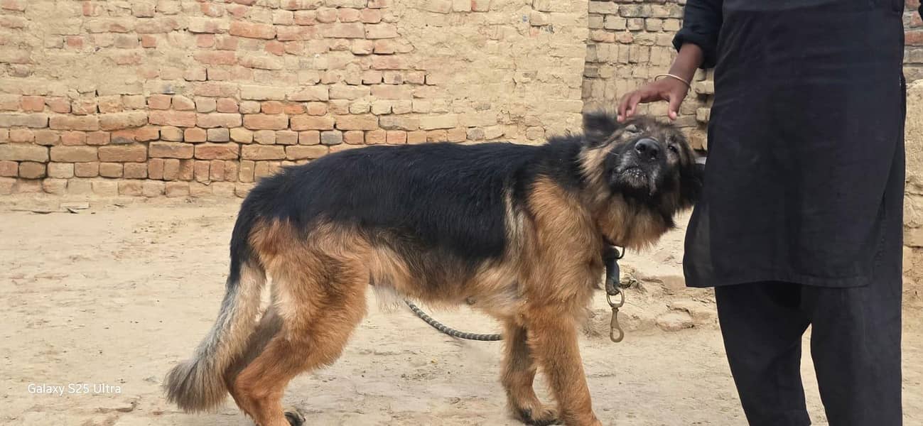 German shepherd 3