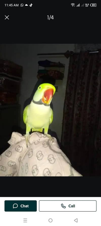 Kashmiri raw parrot for sale