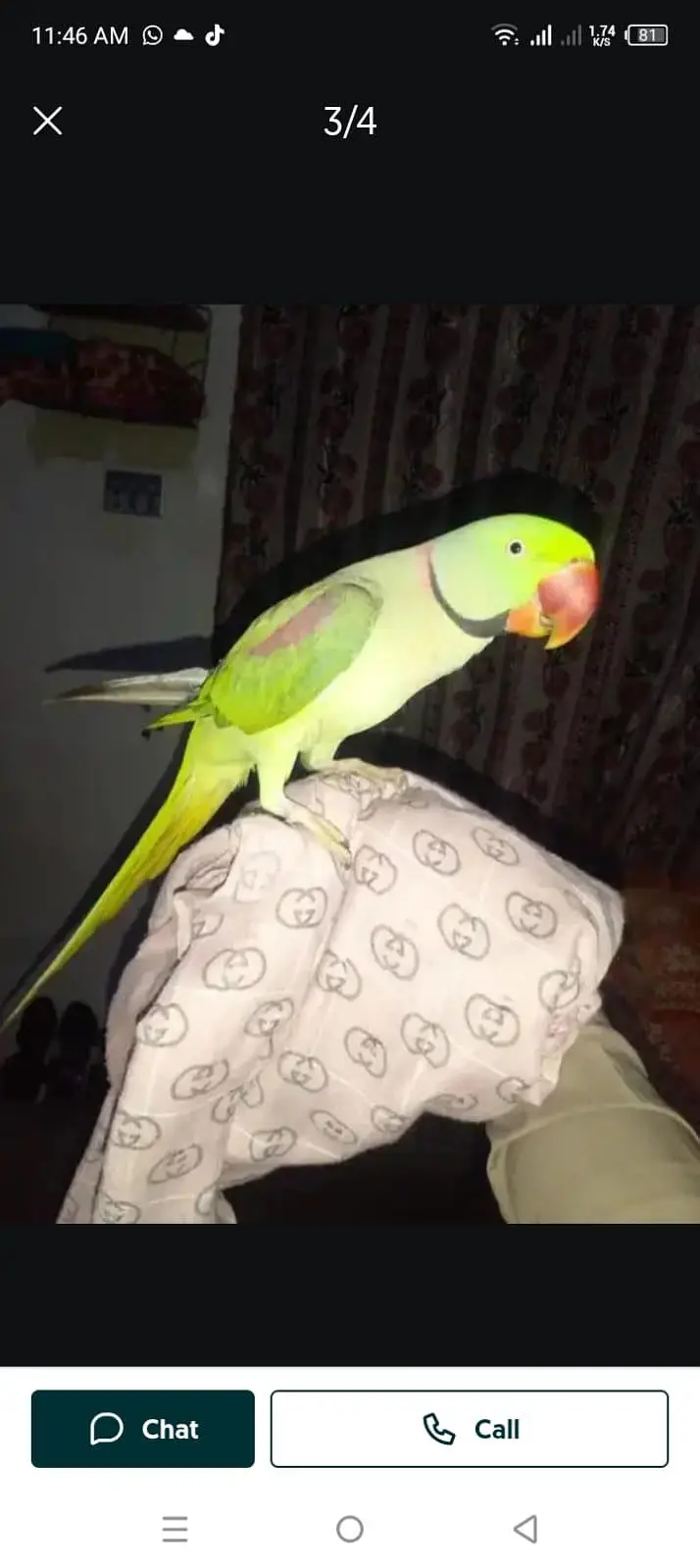 Kashmiri raw parrot for sale — photo 2