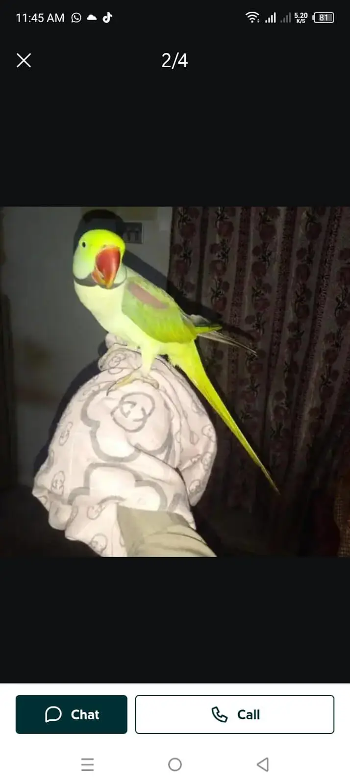 Kashmiri raw parrot for sale — photo 3