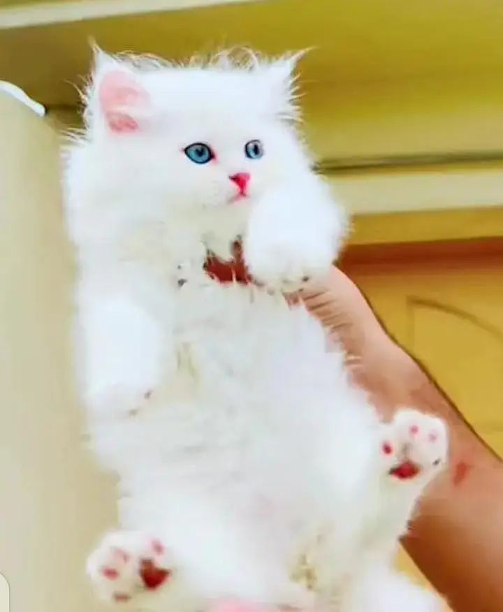 persian kitten for urgent sale — photo 2