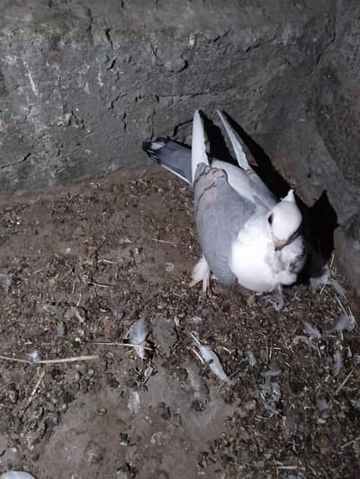 pigeon