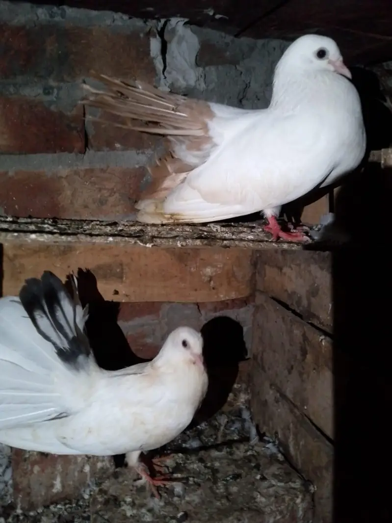 pigeon — photo 2