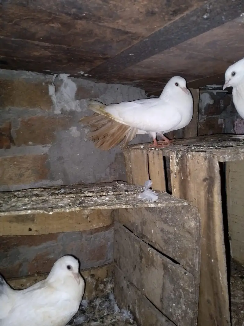 pigeon — photo 3