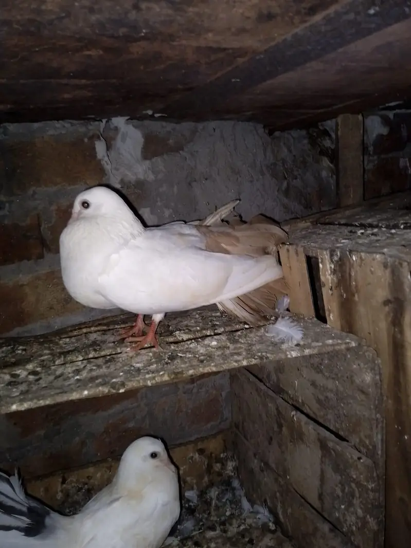 pigeon — photo 4