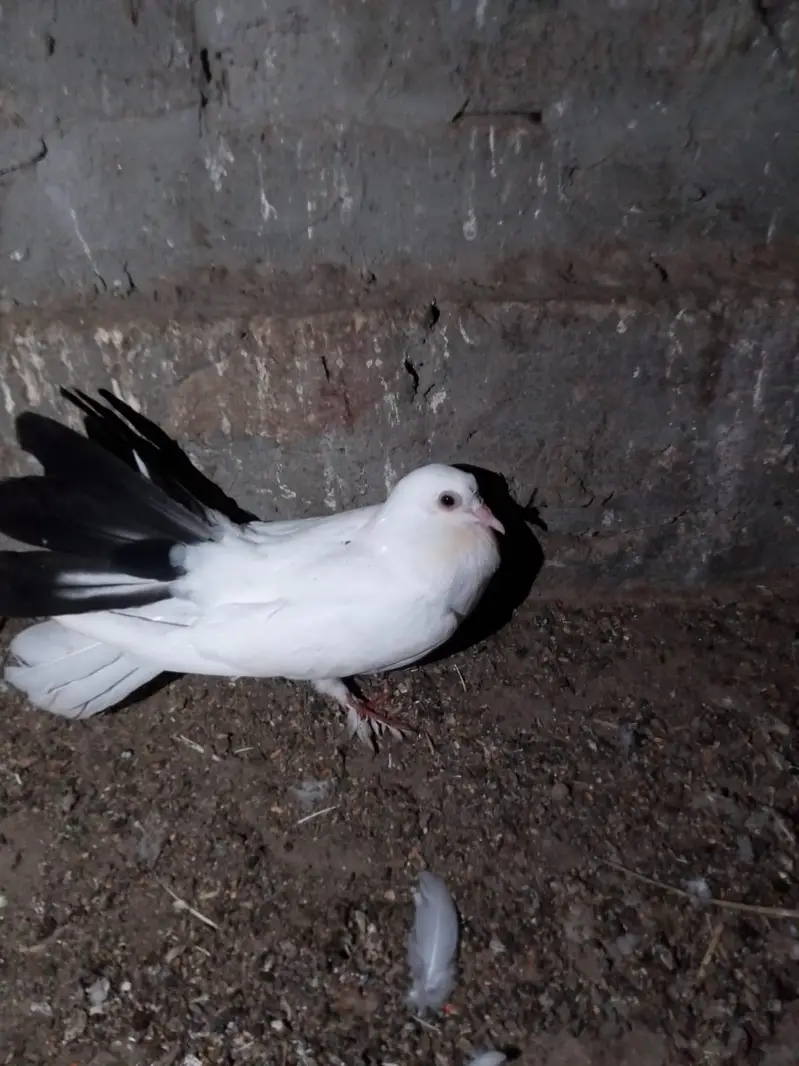 pigeon — photo 5