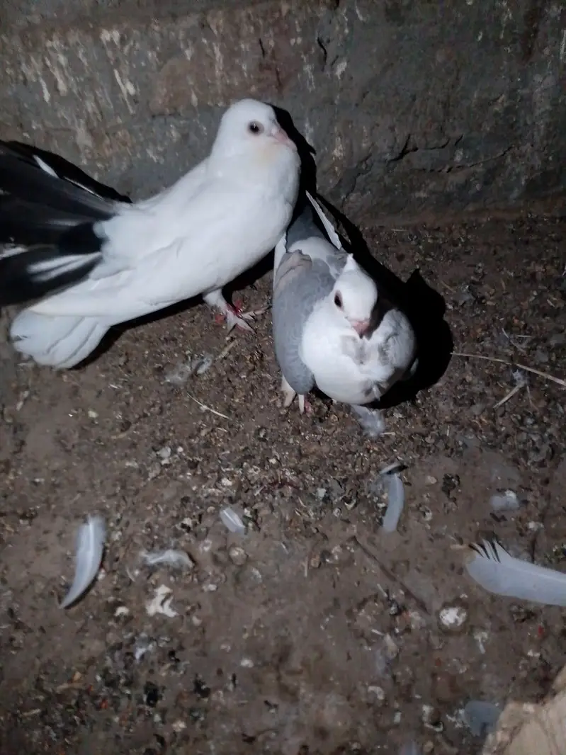 pigeon — photo 6