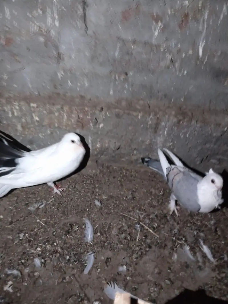 pigeon — photo 7