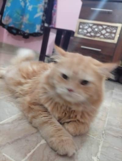 Persian Cat Pair for Sale – Healthy & Beautiful