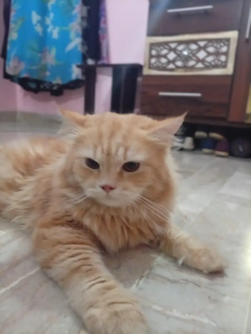 Persian Cat Pair for Sale – Healthy & Beautiful — photo 2