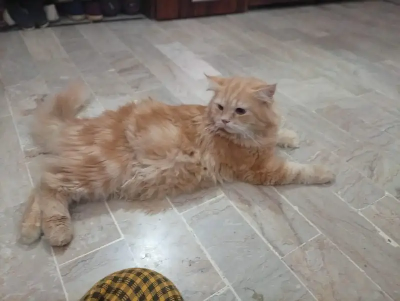 Persian Cat Pair for Sale – Healthy & Beautiful — photo 3
