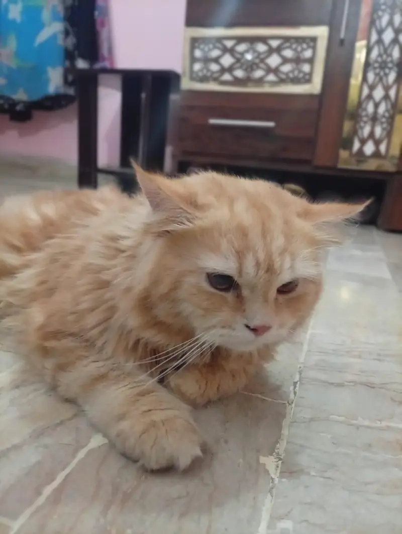 Persian Cat Pair for Sale – Healthy & Beautiful — photo 4