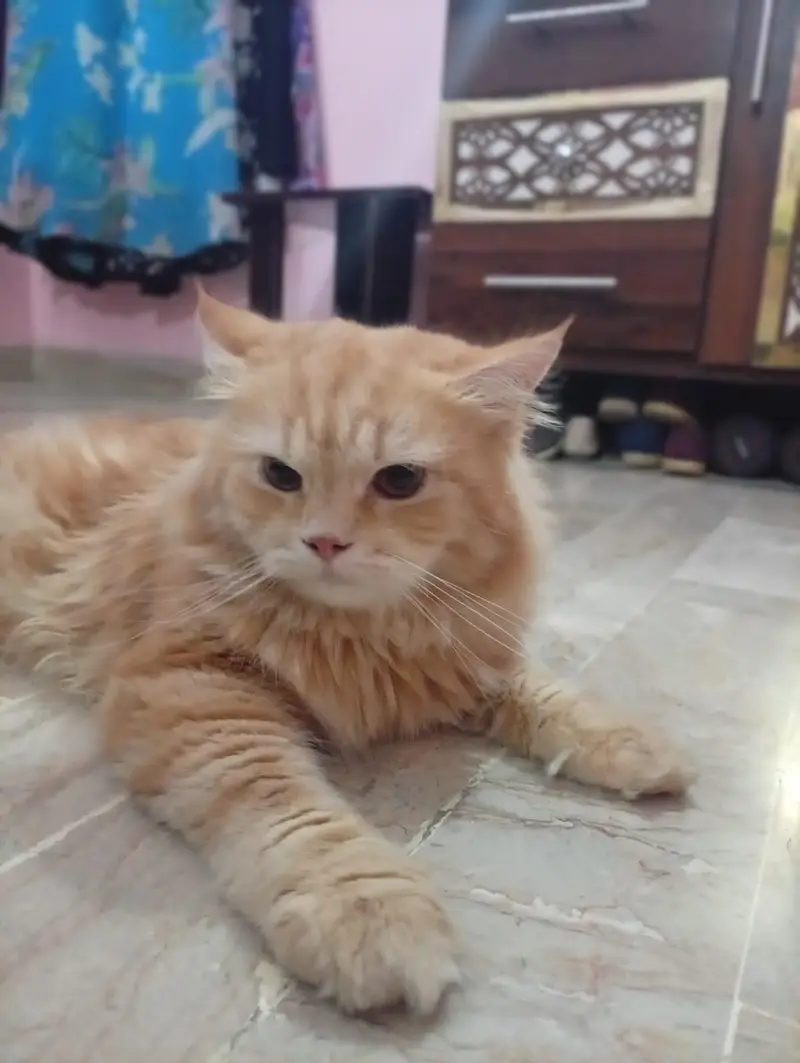 Persian Cat Pair for Sale – Healthy & Beautiful — photo 5