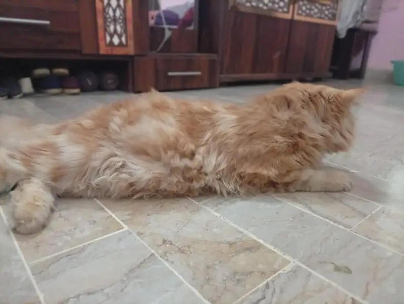 Persian Cat Pair for Sale – Healthy & Beautiful — photo 6