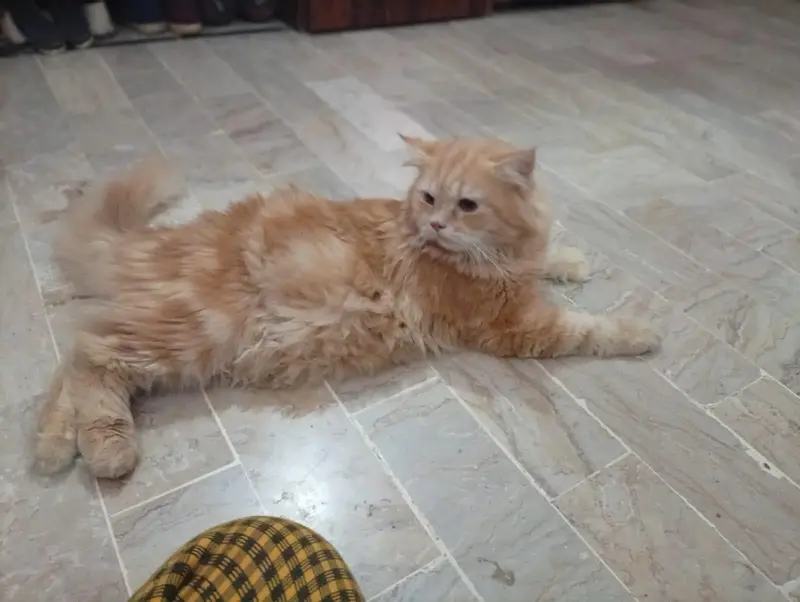 Persian Cat Pair for Sale – Healthy & Beautiful — photo 7