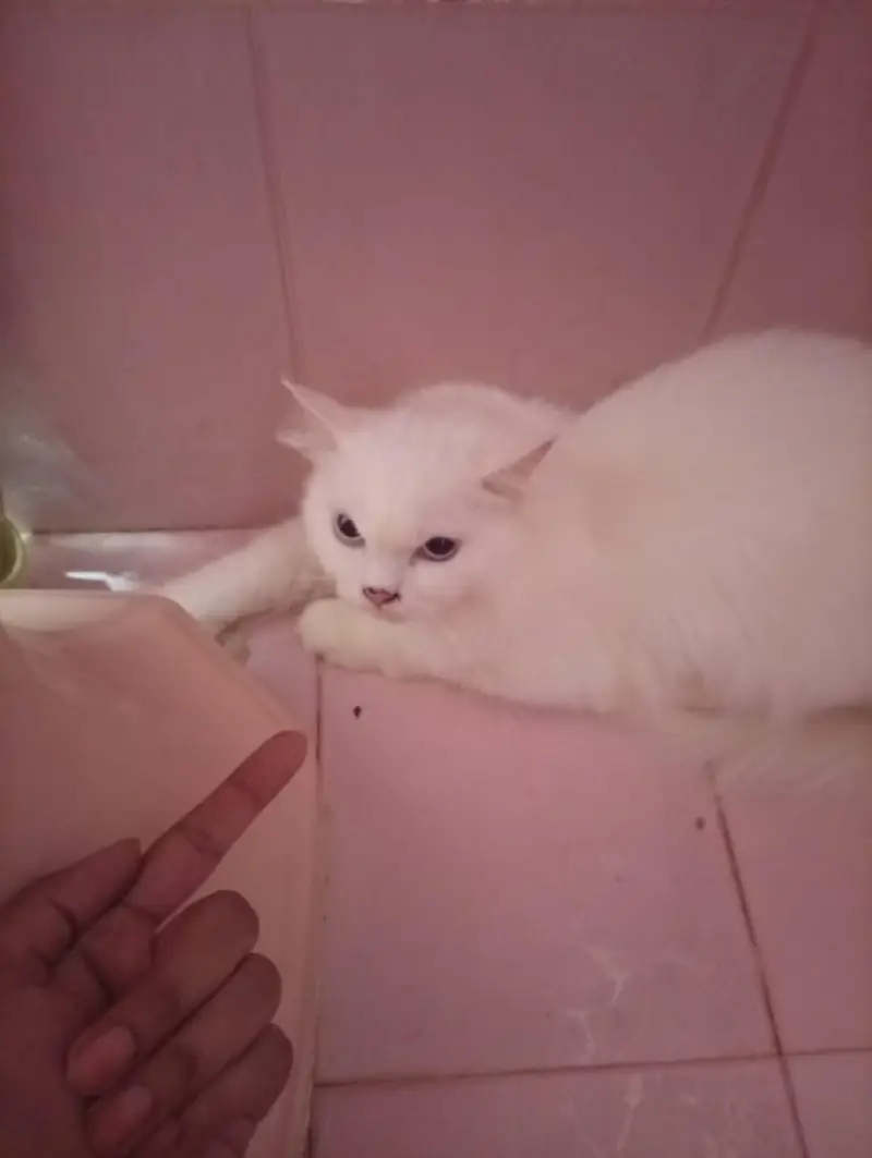 Persian Cat Pair for Sale – Healthy & Beautiful — photo 8