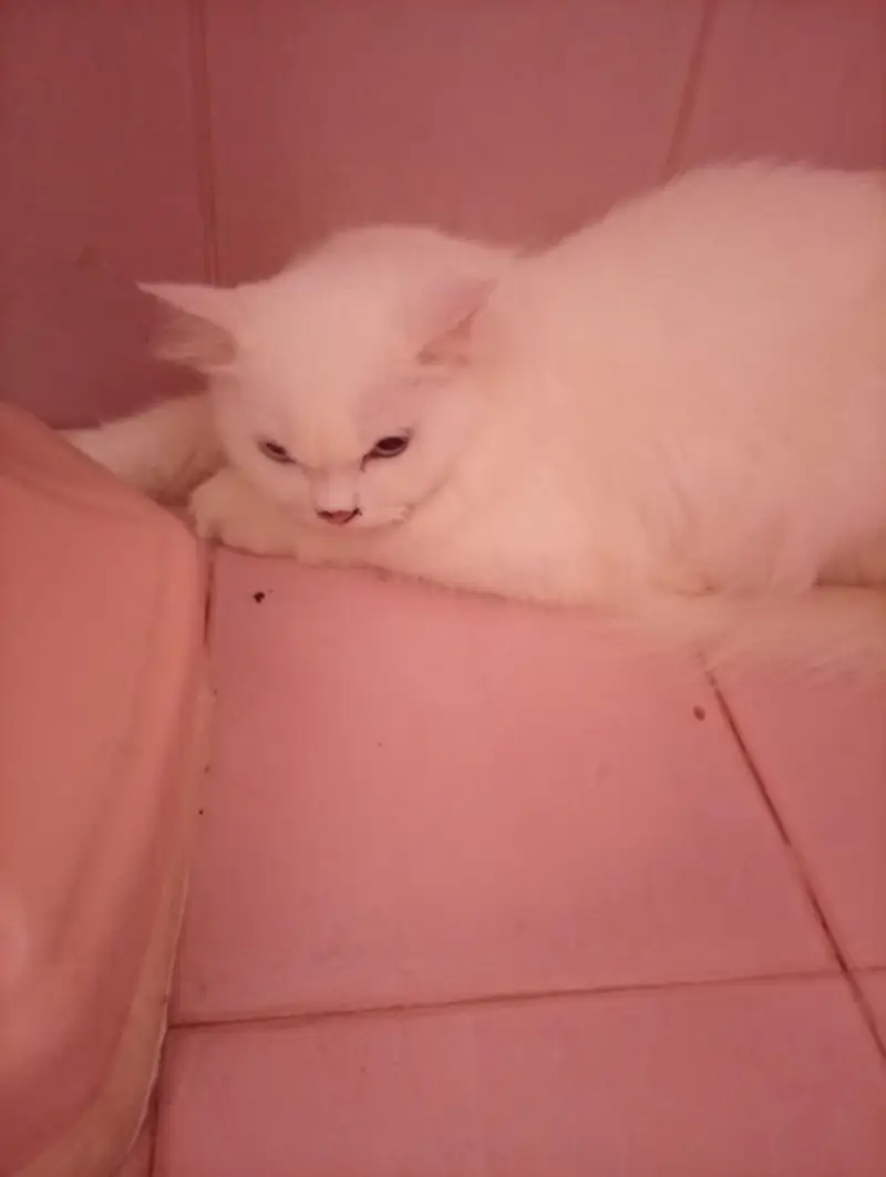 Persian Cat Pair for Sale – Healthy & Beautiful — photo 9