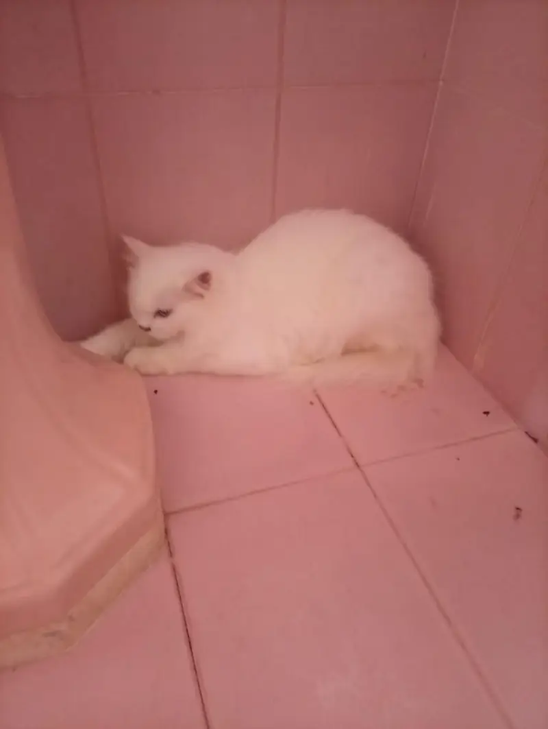 Persian Cat Pair for Sale – Healthy & Beautiful — photo 10