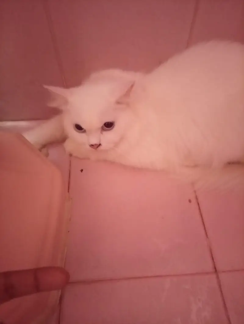 Persian Cat Pair for Sale – Healthy & Beautiful — photo 11