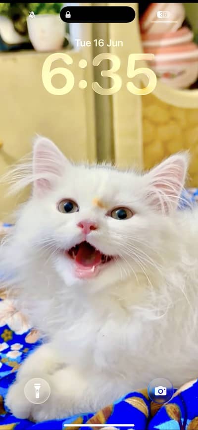 White cate