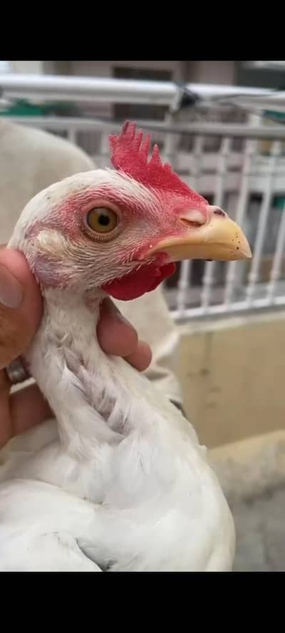 chicks for sale