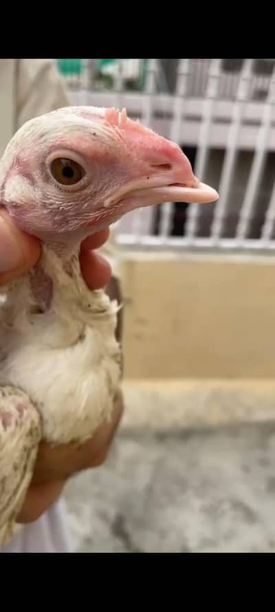 chicks for sale