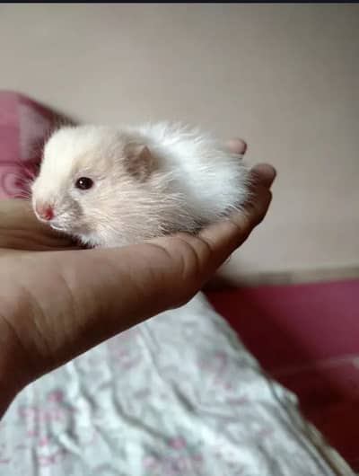 Hamster Babies