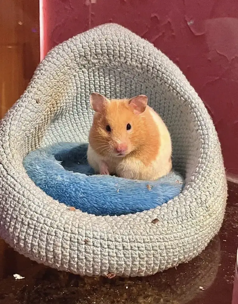 Hamster Babies — photo 2