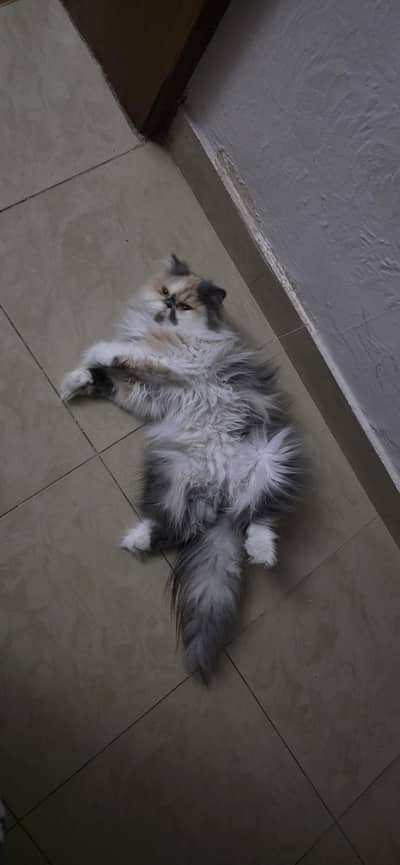 Cat for Sale