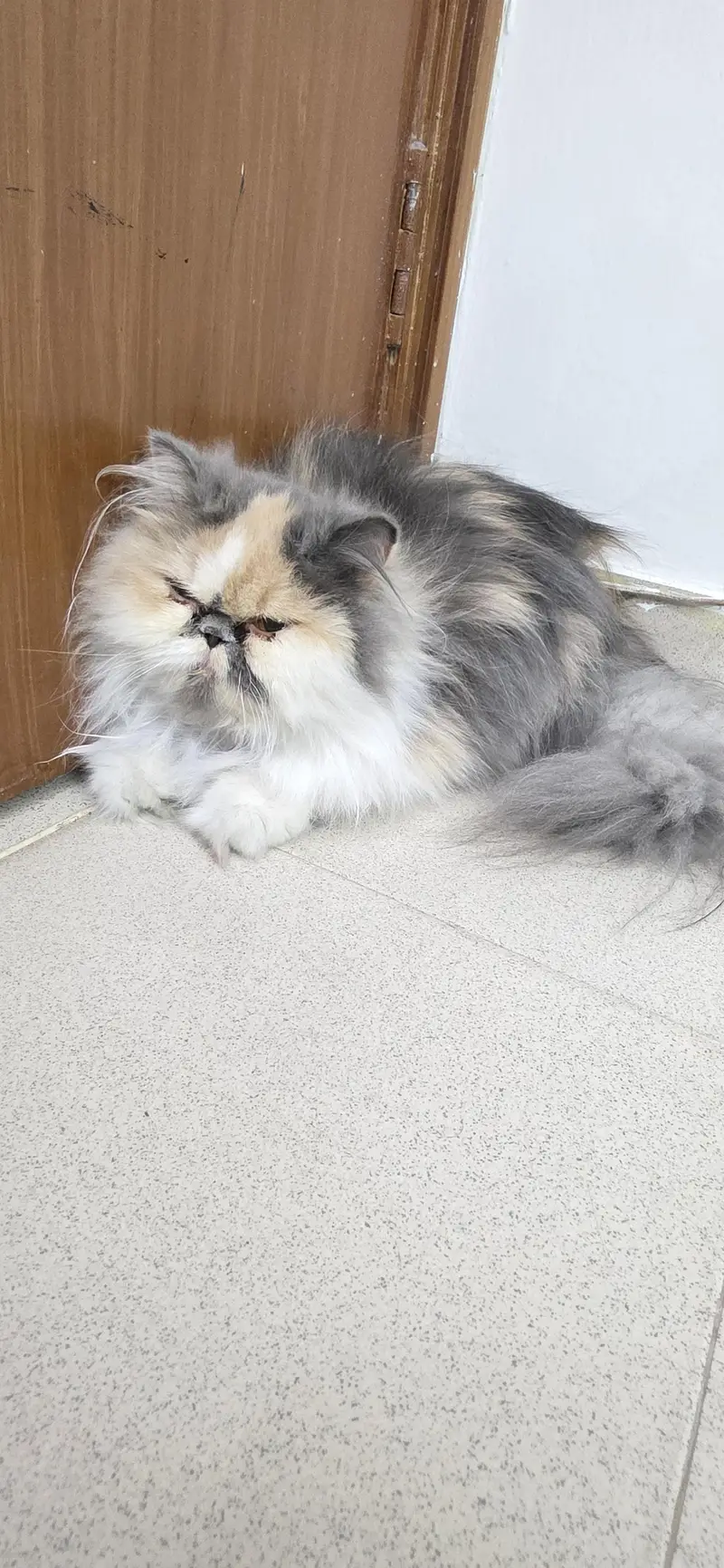 Cat for Sale — photo 2