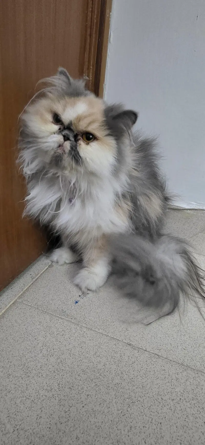 Cat for Sale — photo 3