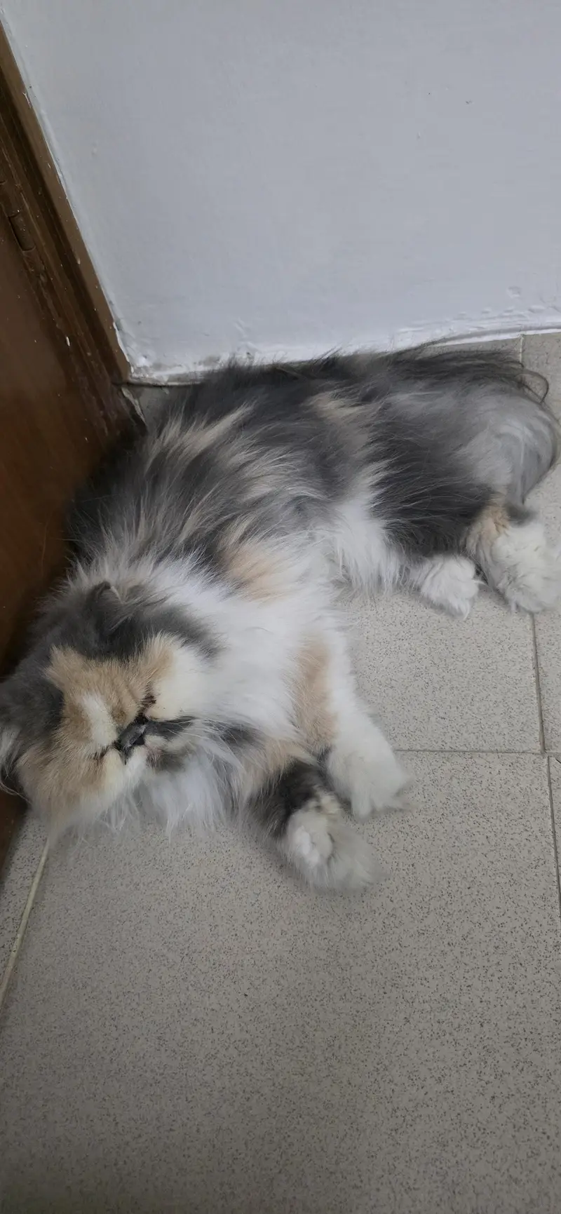 Cat for Sale — photo 4