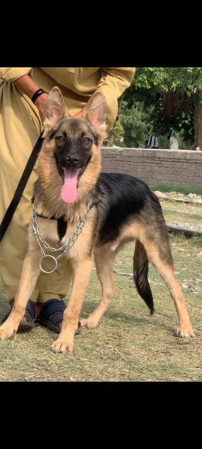 alsaan bagiyari full security dog male 5 mohtn for sale