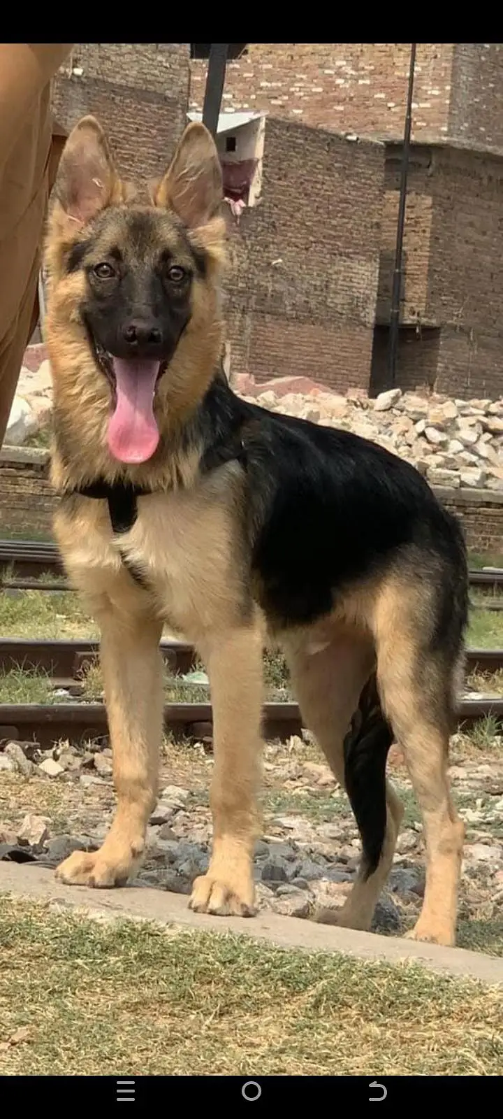 alsaan bagiyari full security dog male 5 mohtn for sale — photo 2