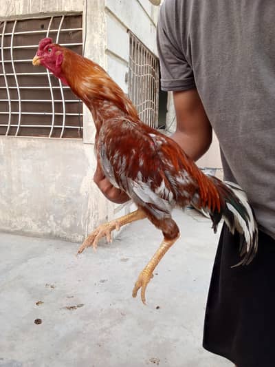 aseel peela zehreela patha