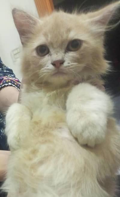beautiful fluffy male cat female cat and their kittens