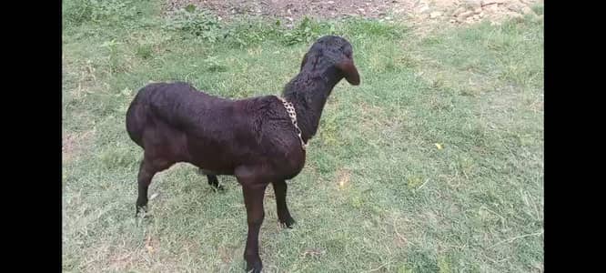 black male kid sheep only mansehra people