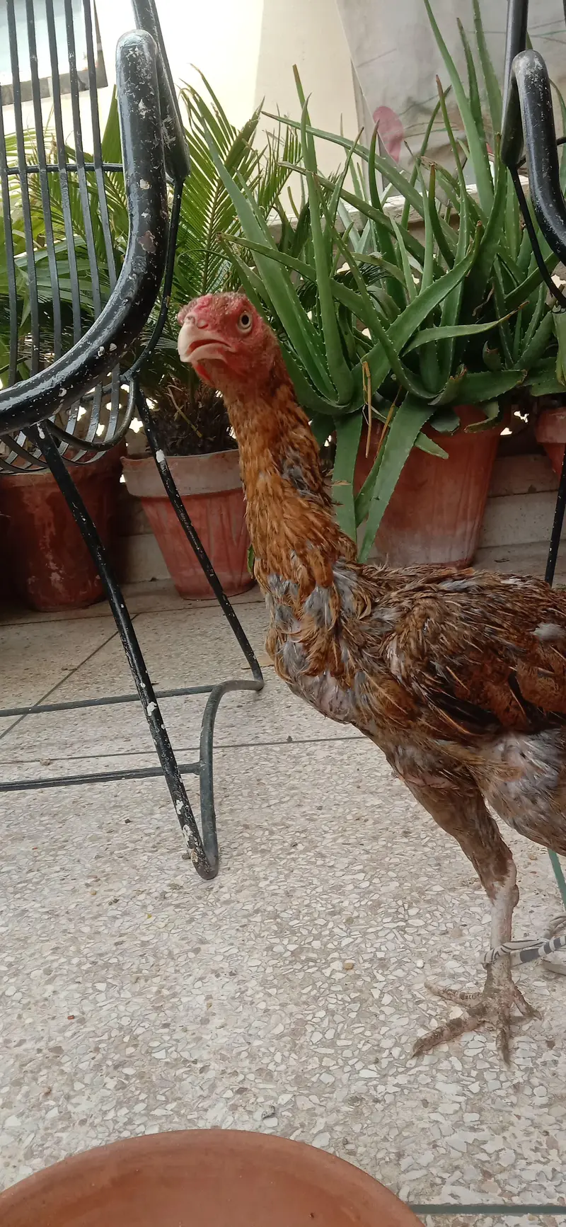 aseel pathiyan pathe available — photo 6