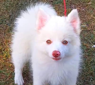 o siez russain quilty russain female for sale