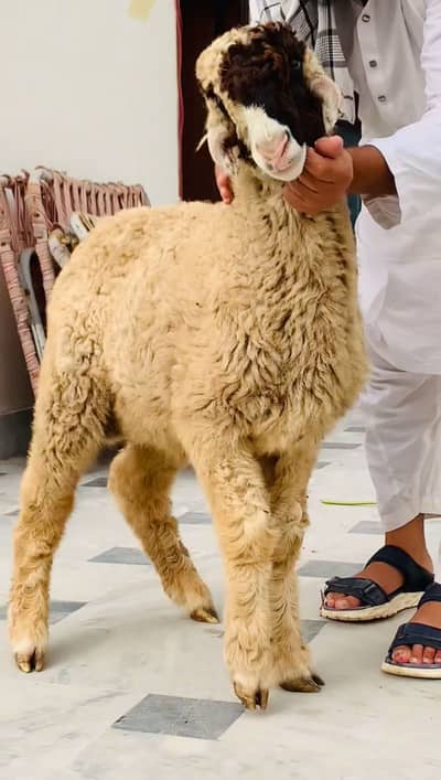 Mundra and bakra for sale