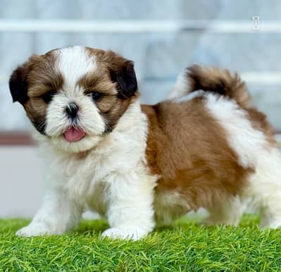 Shihtzu puppies 92@313*9363417