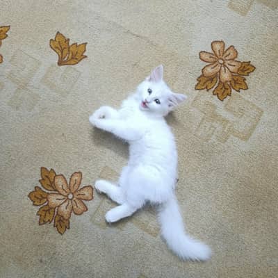 Cute Cross Breed Persian Kitten