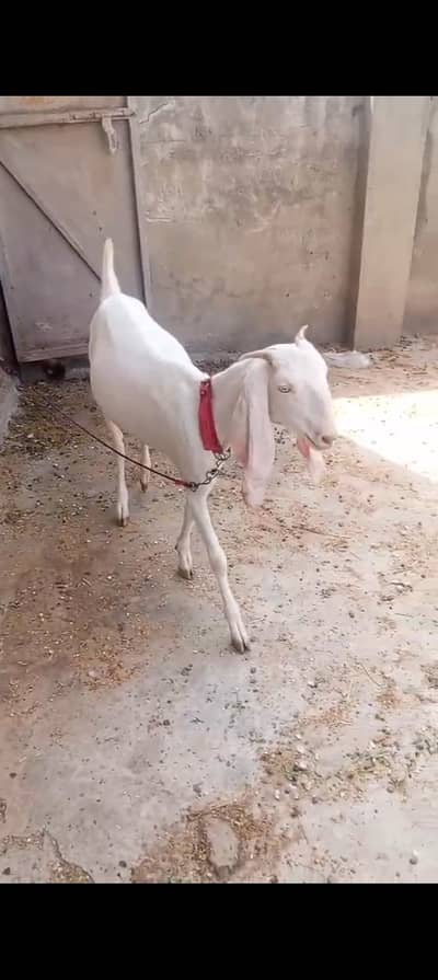 goat for sale