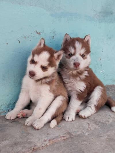 husky puppies looking new home available in Karachi
