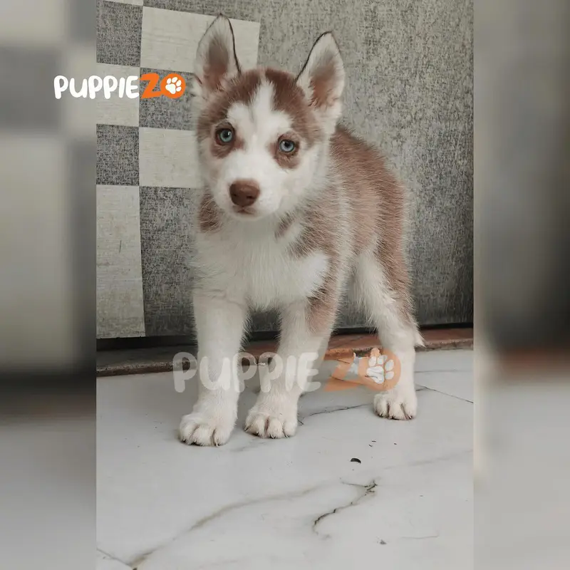 husky puppies looking new home available in Karachi — photo 2