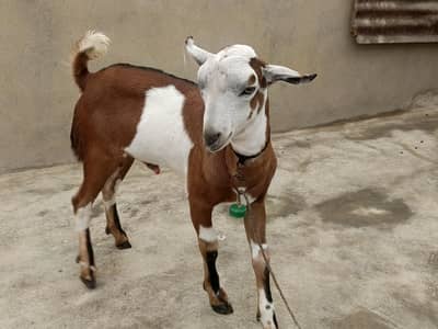 MashaAllah teddy 0 size andu Bakra 4 months full active